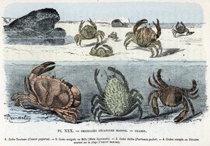 Zoologisk styrelse; crustac decapode marin, krabba (kaka, araignee, etrille, menad) (Zoologisk platta: krabbor) Gravyr från "L