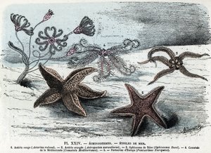 Zoologisk styrelse; tagghuding, havsstjärnor (asterier, ophiocoma, comatum och pentakrin) (Zoologisk platta: sjöstjärnor) Gravyr från "" L