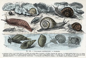 Zoologiskt diagram; gasteropods blötdjur, lungor (cyklostoma, trädgårdsspiral och sorg, röd snigel, grå snigel, limnee, planorb, paludine...) (Zoologisk platta: gastropod blötdjur som snigel, cyclostoma, planorb, limnea) Gravyr från "" L