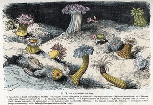 Zoologisk skylt: havsanemoner (Zoologisk skylt: havsanemoner) Gravyr från "" L