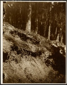 [Studie av ojordade rötter från ett träd som blottats från sidan av en kulle] av Alphonse Maria Mucha