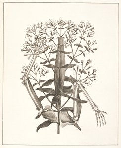 Illustration från 