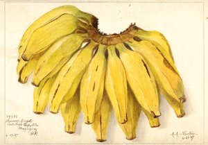 Bananer (Muse: Guincos Finget) (akvarell)