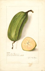 Bananer (Musa: Popoulu Hawaii) (akvarell)