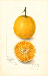 Harts Late Oranges (Citrus sinensis) (akvarell)