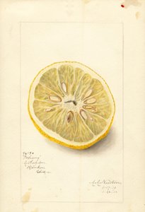 Ichang-apelsin (Citrus sinensis) (akvarell)