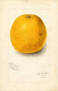 Ichang-apelsin (Citrus sinensis) (akvarell)