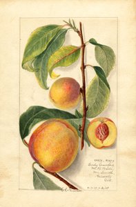 Persikor (Prunus persica) (akvarell)