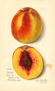 Persikor (Prunus persica: J.H. Hale) (akvarell)