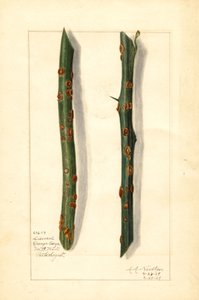 Två sjuka kvistar av apelsinträd (Citrus sinensis) (akvarell)