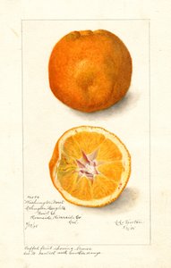 Washington Navel Oranges ( Citrus sinensis) (akvarell)