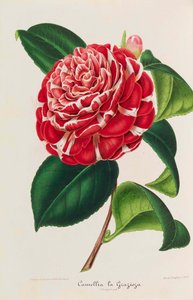 Ny ikonografi av kamelia, 1850-1860. av Ambroise Alexandre Verschaffelt