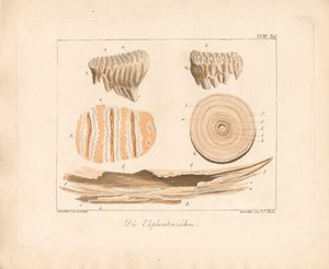 Elefantens tofsar (kopparstick i färg) av Ambrosius Gabler