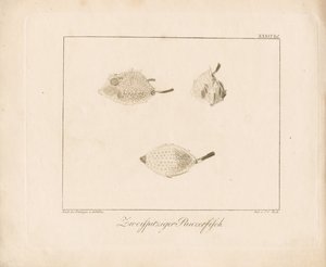 Longhorn Cowfish (koppargravyr) av Ambrosius Gabler