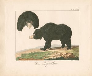 Malayan Sun Bear (handkolorerad litografi)