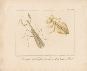 Bönsyrsa och bladinsekt (handkolorerat kopparstick) av Ambrosius Gabler