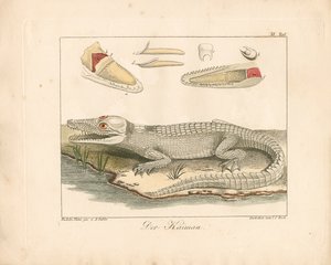 Caiman (handkolorerad gravyr) av Ambrosius Gabler
