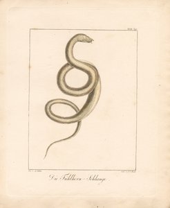 The Feeler Snake (handkolorerad litografi) av Ambrosius Gabler