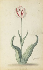 "Speramondi" tulpan, från ett album av blommor, c.1640