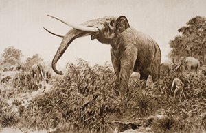 The Chatham Elephant, illustration från 