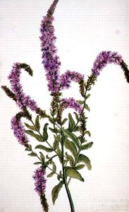 PD.128-1973f.11 Purple Spiked Willow Herb (Epilobium) 1787 (akvarell och gouache) av Amelia Fancourt