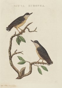 Sitta europaea
