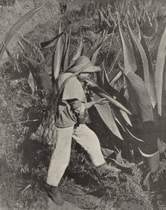 En mexikansk Pulque-samlare (s/v-foto) av American Photographer (after)