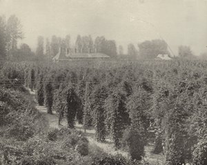 A Washington Hop Yard (s/v foto) av American Photographer (after)