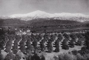 Kalifornien: Redlands, från Smiley Heights, solsken, apelsinlundar och snöiga toppar (s/v foto) av American Photographer (after)