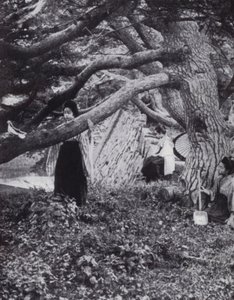 Japanska flickor bland de gamla tallarna bredvid den gamla kejserliga vallgraven i Tokio (s/v foto)