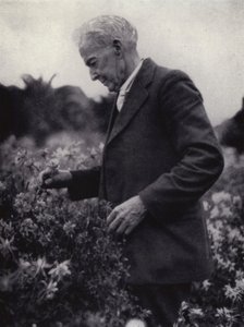 Luther Burbank bland hans blommor (s/v foto) av American Photographer (after)