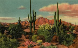 Phoenix, Arizona: Camelback Mountain and Desert (foto)