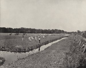 Plantera ris i North Carolina (s/v foto) av American Photographer (after)