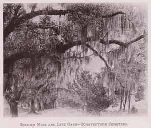 Spanish Moss and Live Oaks, Bonaventure Cemetery (s/v foto) av American Photographer (after)