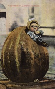 Ett exemplar av Kalifornien pumpor (tonad bild) av American Photographer