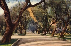 Avenue of Pepper Trees, Pasadena (färgfoto) av American Photographer