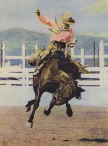 Cowboy som bryter in en häst av American Photographer