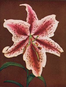 Liljor: Lilium Auratum, Crimson Queen (färgfoto) av American Photographer