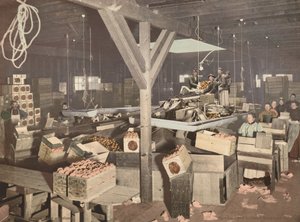 Orange Packing at Redlands,publicerad 1899 (foto) av American Photographer