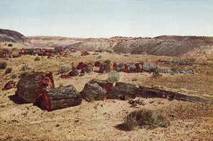 Petrified Forest, Arizona (färgat foto) av American Photographer