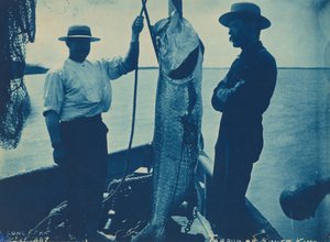 "Tarpon eller Silver King", 29 oktober av American Photographer