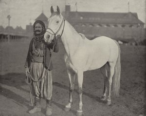 Beduinernas pris Steed av American Photographer