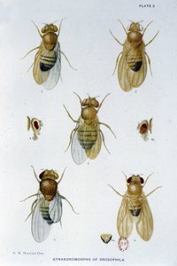Abeilles - i "" Bidrag till genetiken hos drosophila melanogaster", Thomas H. Morgan av American School