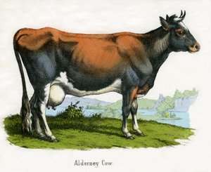 Alderney Cow, från The Natural History of Animals av American School