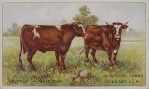 Amerikanskt visitkort med reklam för Swift and Company djurhudar, Union Stock Yards, Chicago, Illinois (färglitografi) av American School
