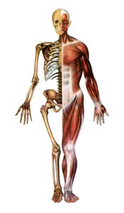Anatomiskt tryck av det mänskliga skelettet och musklerna av American School