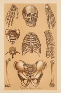 Anatomisk studie av det mänskliga skelettet av American School