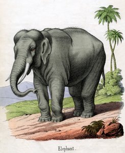 Antikt tryck av en elefant av American School