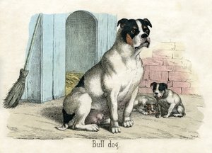 Bulldog, från The Natural History of Animals av American School