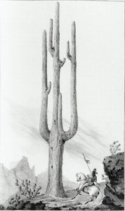 Cereus Giganteus av American School